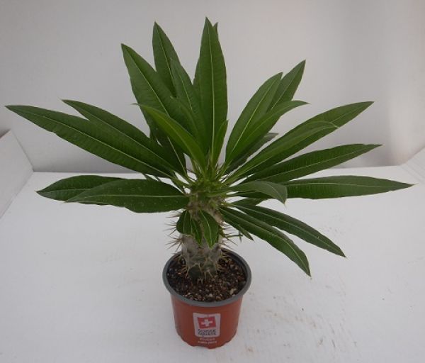 PACHYPODIUM LAMEREI