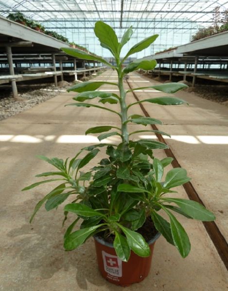 PACHYPODIUM SAUNDERSII