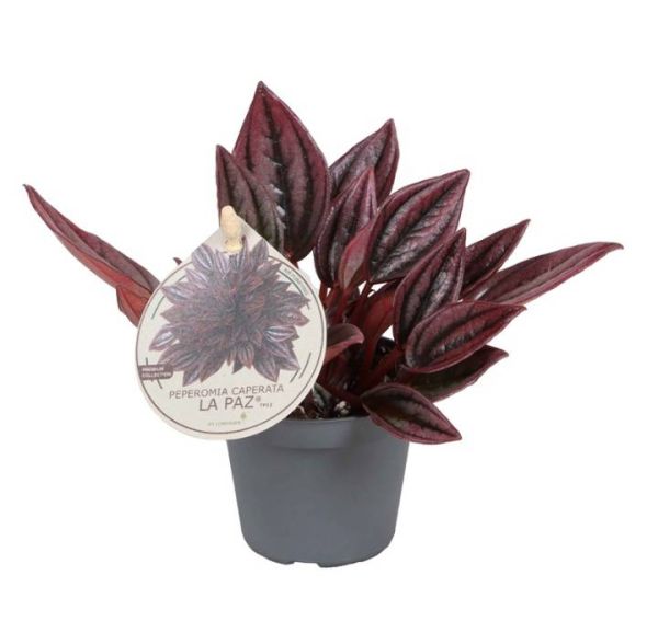 PEPEROMIA CAPERATA LA PAZ