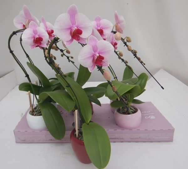 PHALAENOPSIS 1T SWAN BLUSH