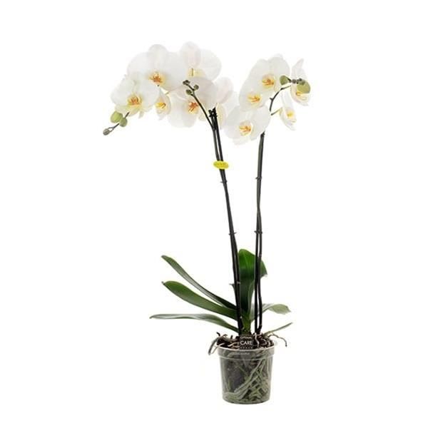 PHALAENOPSIS 2T BIJOUX MOONSTONE
