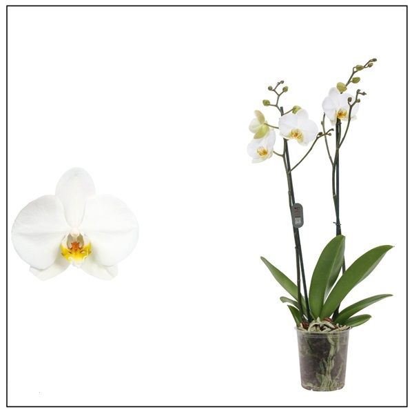 PHALAENOPSIS 2T LONDON