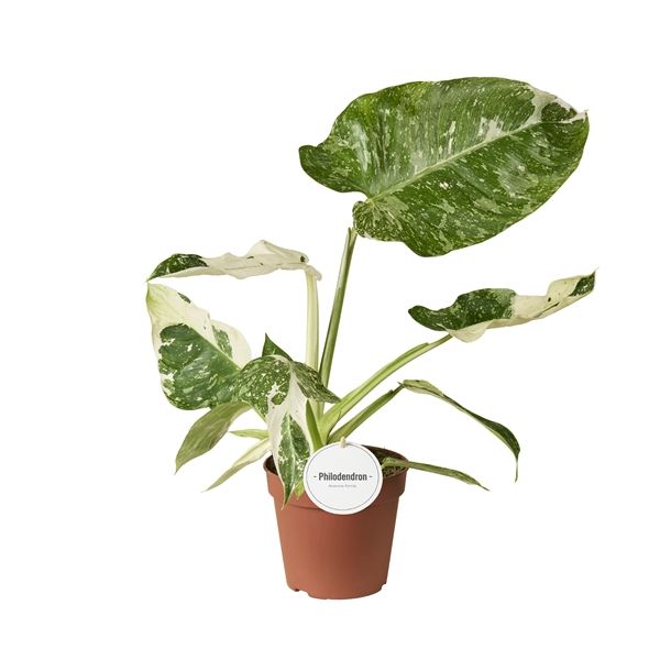 PHILODENDRON JOSE BUONO -S