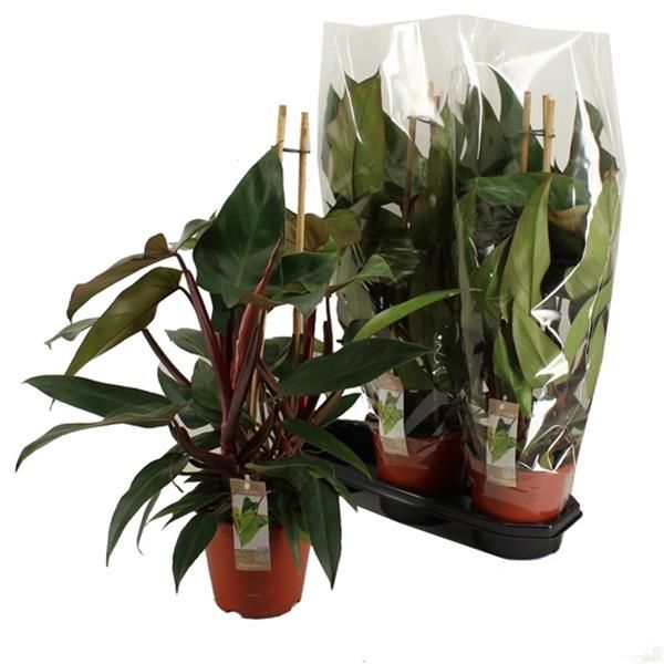 PHILODENDRON NEW RED