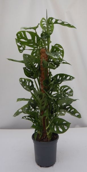 PHILODENDRON OBLICA MONKEY TUTEUR