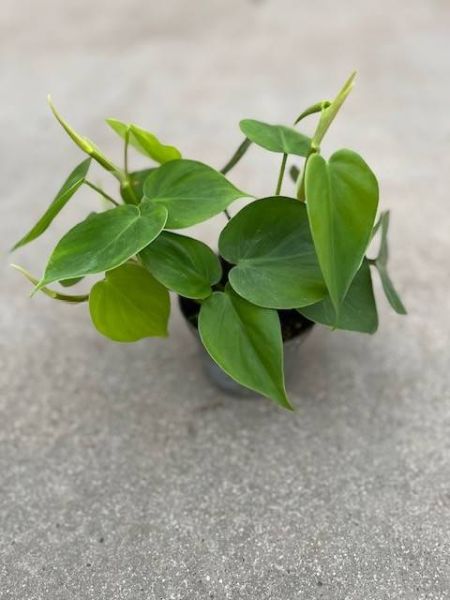PHILODENDRON SCANDENS