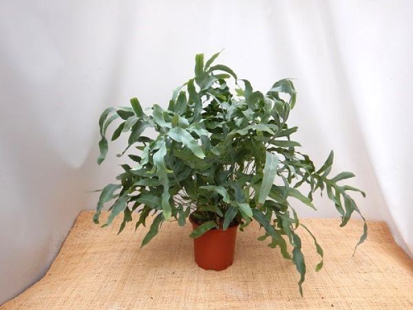 PHLEBODIUM AUREUM BLUE STAR