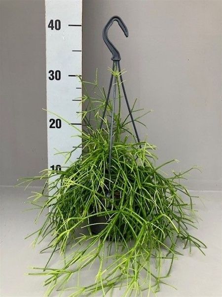 RHIPSALIS CASSUTTA OASIS