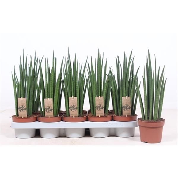 SANSEVERIA BACULARIS MIKADO