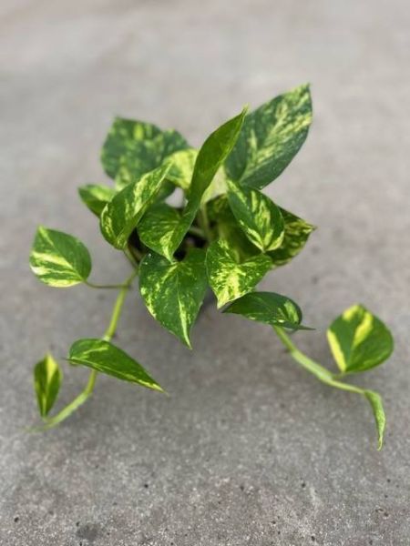 SCINDAPSUS PINNATUM