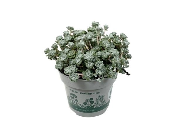 SEDUM CAPE BIANCO