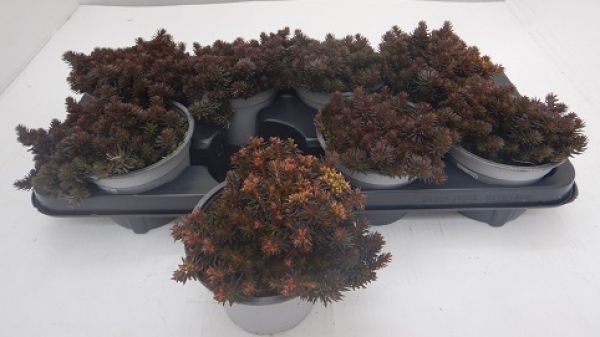 SEDUM CHOCOLATE BALL