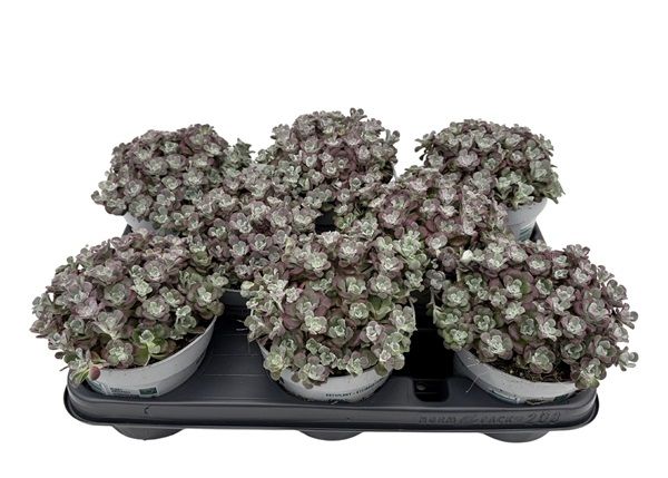 SEDUM PURPUREUM