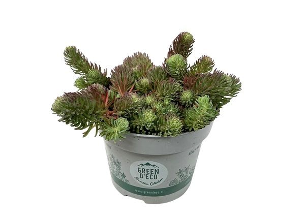 SEDUM REFLEXUM