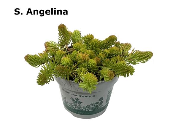 SEDUM REFLEXUM ANGELINA