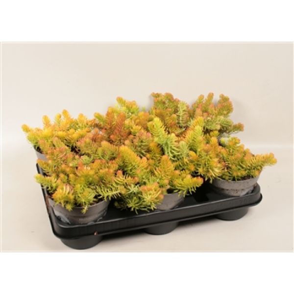 SEDUM REFLEXUM ANGELINA