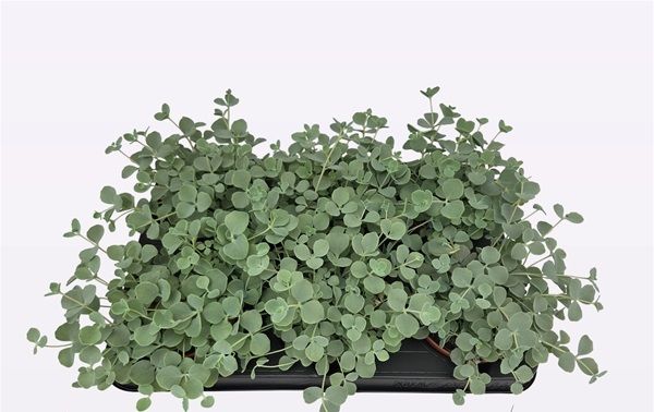 SEDUM SIEBOLDII