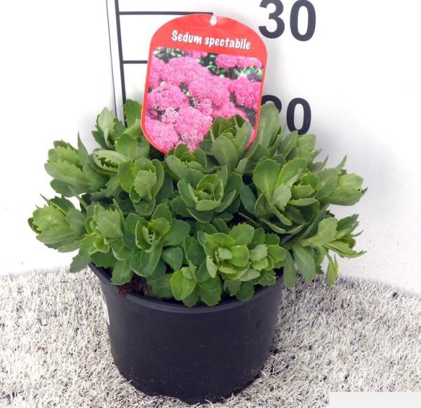 SEDUM SPECTABILE
