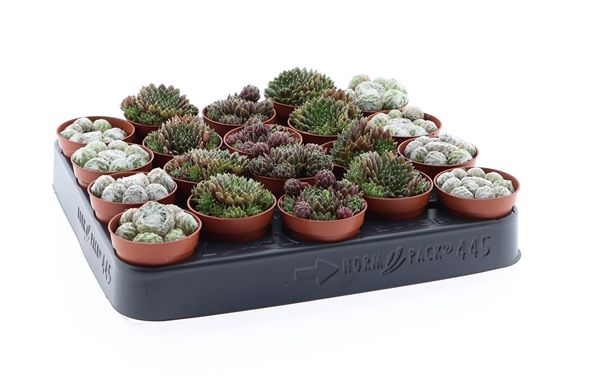 SEMPERVIVUM MIX