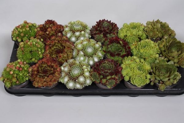 SEMPERVIVUM MIX