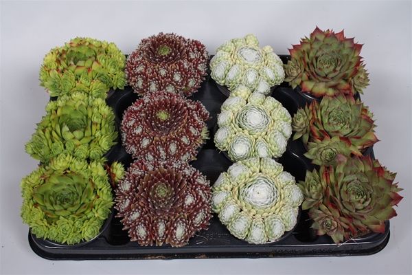 SEMPERVIVUM MIX