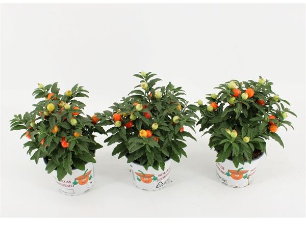 SOLANUM PSEUDOCAPSICUM