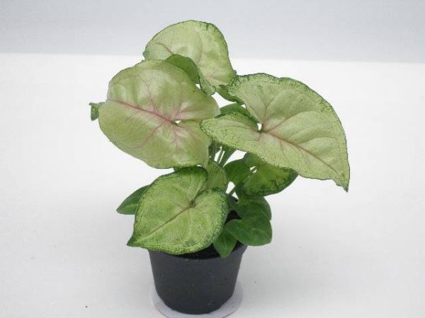 SYNGONIUM PODOPH. SPECKLE