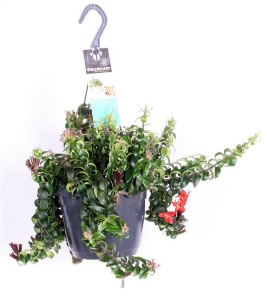 AESCHYNANTHUS SWING