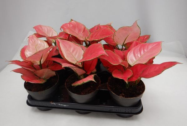 AGLAONEMA RED JOY -S