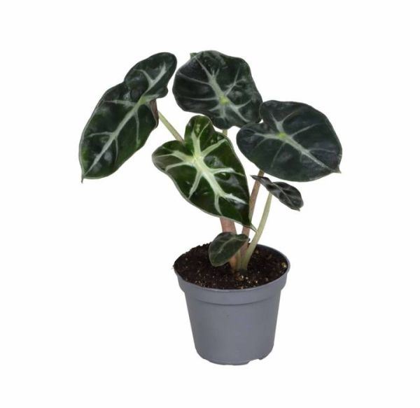 ALOCASIA BAGINDA  HEART BALLON