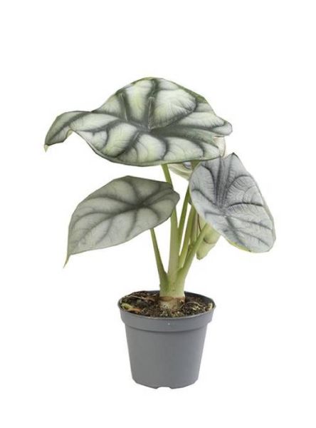 ALOCASIA BAGINDA  SILVER DRAGON
