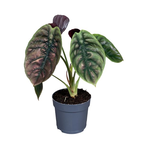 ALOCASIA CUPREA RED SECRET -S