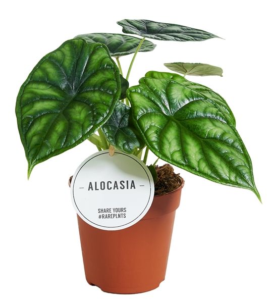 ALOCASIA DRAGON SCALE -S