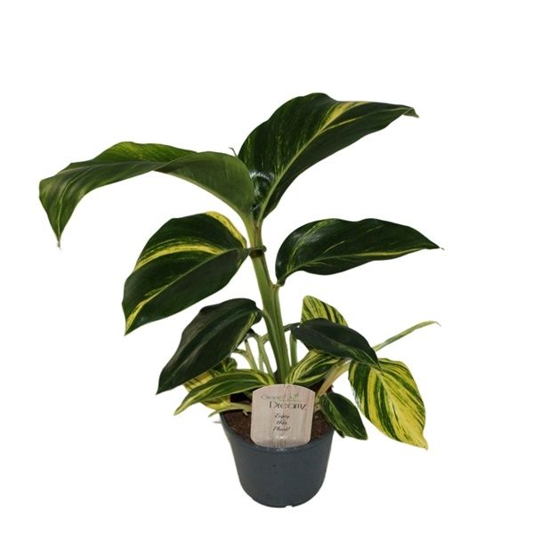 ALPINIA ZERUMBET