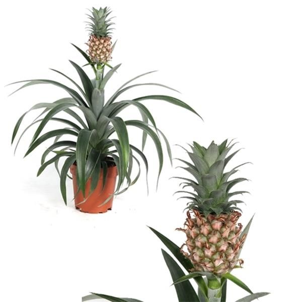 ANANAS MI AMIGO