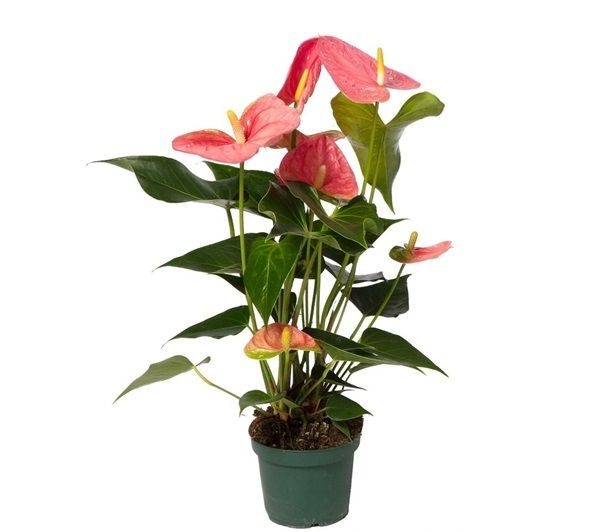 ANTHURIUM COLORADO