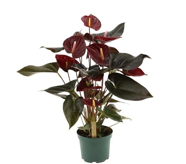 ANTHURIUM DELICATA