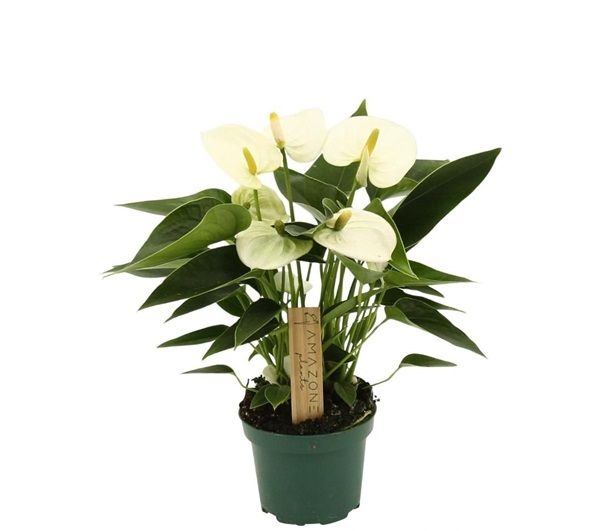 ANTHURIUM EVEREST