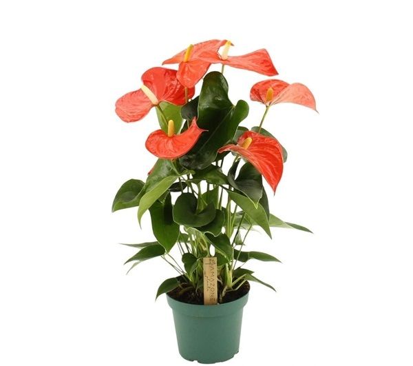 ANTHURIUM FLORIDA