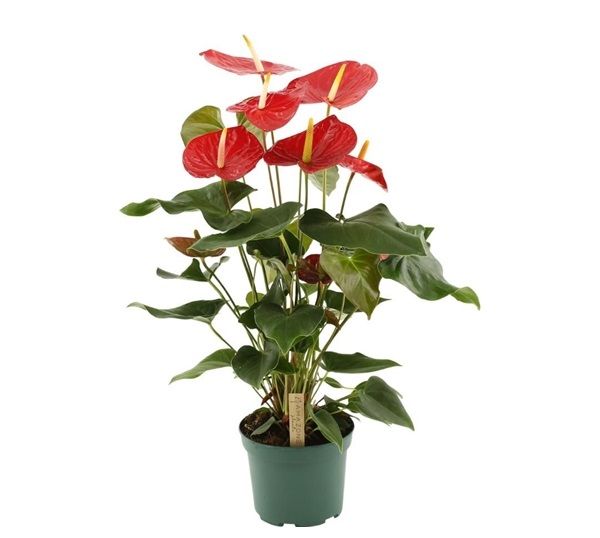 ANTHURIUM IDAHO