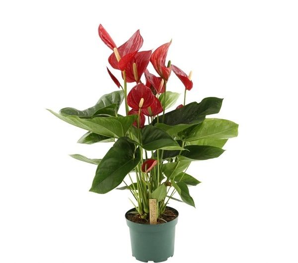 ANTHURIUM MELODIA ROT