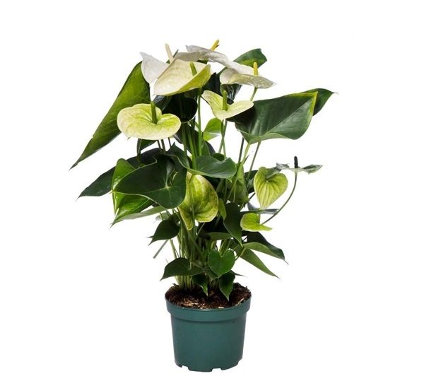 ANTHURIUM SAMORA