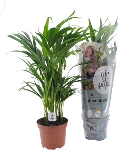 ARECA LUTESCENS