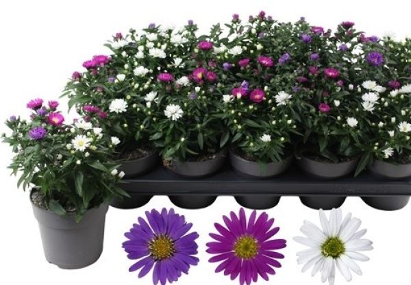 ASTER CARNAVAL