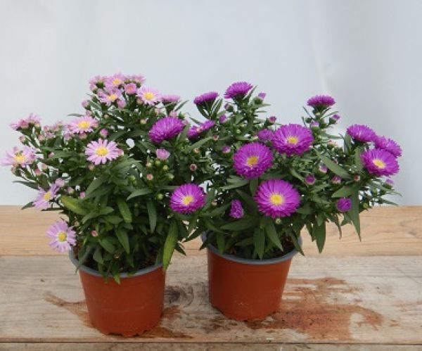 ASTER DUMOSUS
