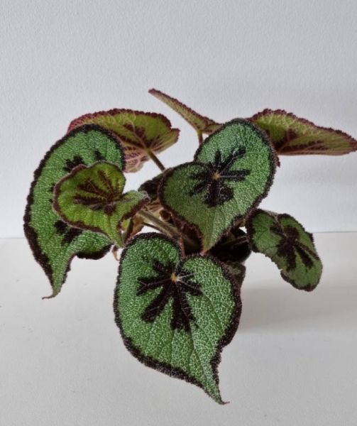 BEGONIA MASONIANA