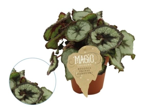 BEGONIA REX PRINCESS HANOVER