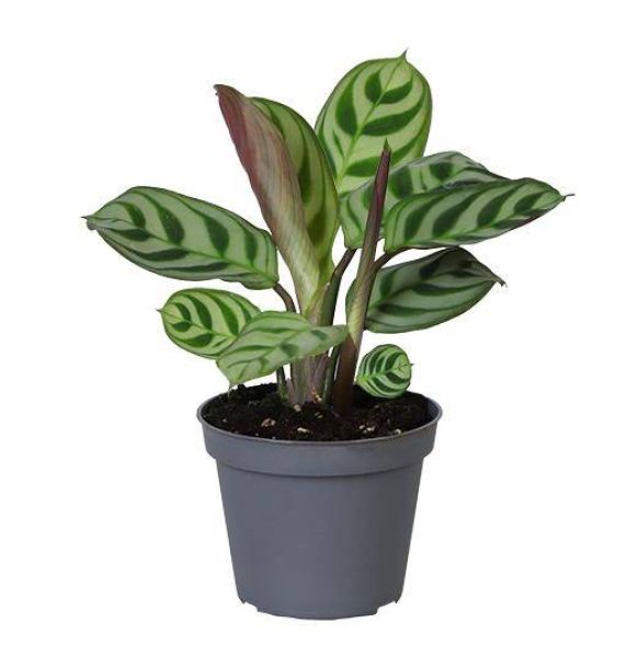 CALATHEA LEUCONEURA