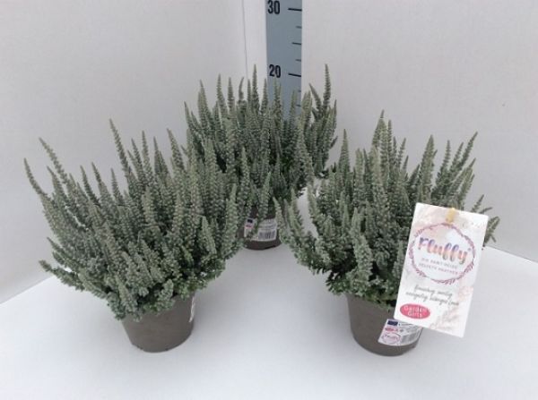 CALLUNA G.G. FLUFFY