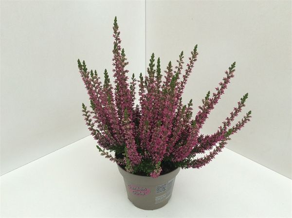 CALLUNA G.G. LILA